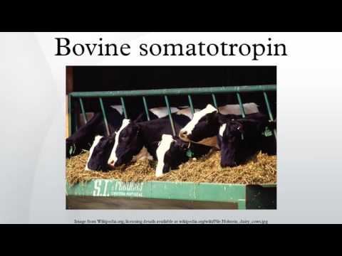 Bovine somatotropin