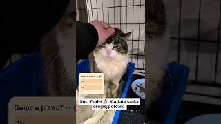 Kudłatka melduje się! #szukamdomu #adopcja
