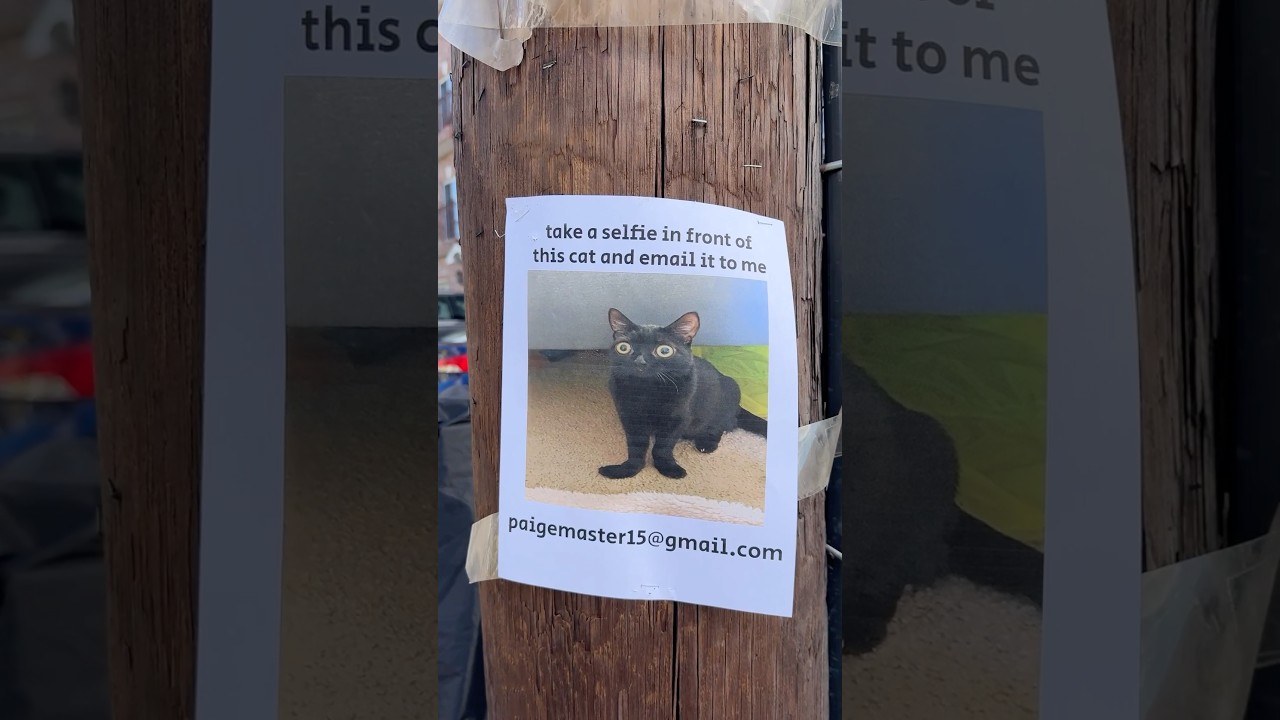 I hung up 50 of these posters