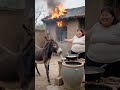 donkey, fire fighting, animals also have love, farm life, boo absurd videos