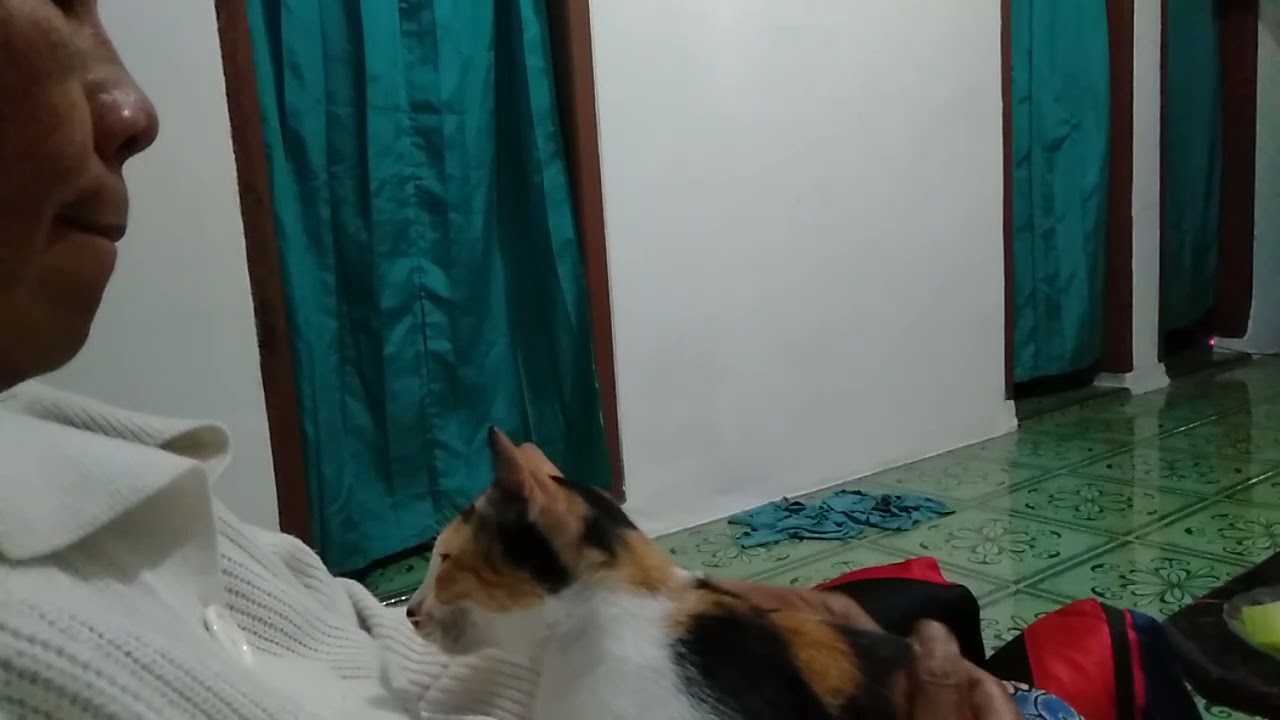 Kucing 3 Warna Jantan Kucing Langka Pembawa Rezeki Mitos Kucing 3 Warna Youtube