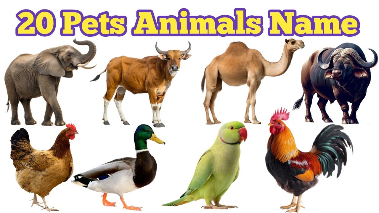 20 पालतू जानवरों की दुनिया |20 Pets Namesin English for Kids Early Learning and Vocabulary Building