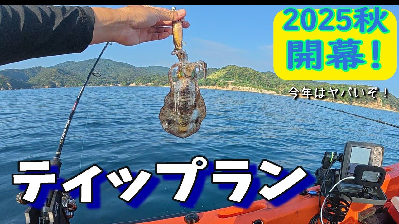 【新子調査】今年のアオリイカは期待できそうです！　#エギング