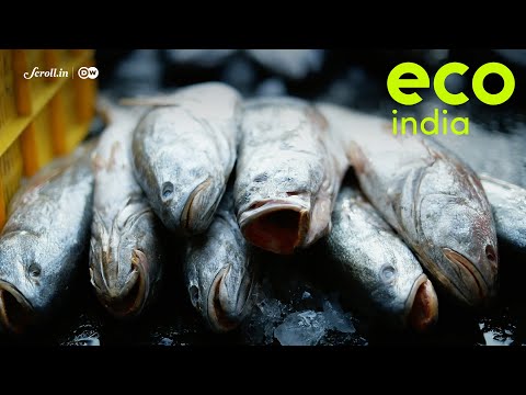 eco-india:-a-monthly-calendar-that-helps-seafood-consumers-understand-when-to-eat-which-fish-species