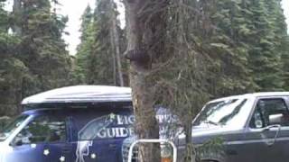 Alaskan Tree Monkey