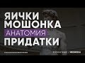 Анатомия яичка, придатка яичка и мошонки