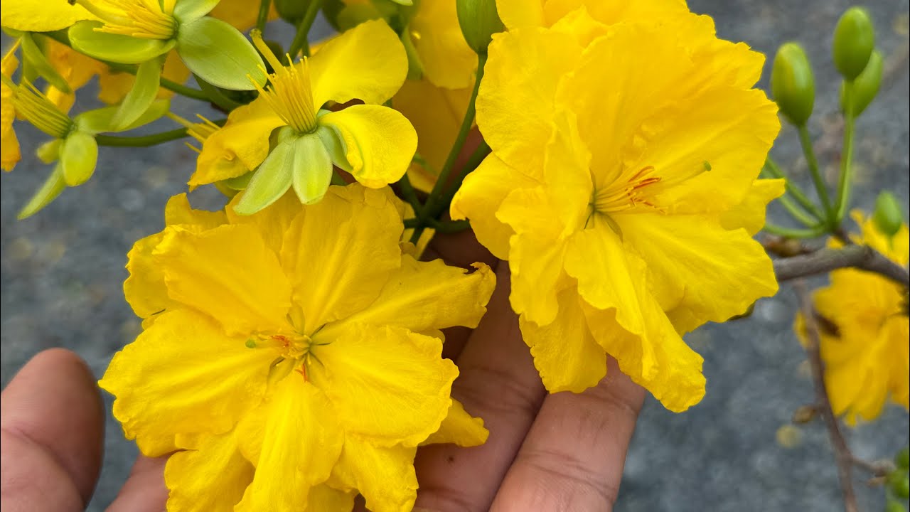 Clip 3. Giao lưu một số cây mai giảo Thủ Đức rin, tán thông, hoa đẹp. LH 0968757878