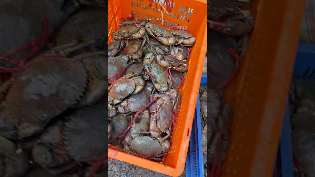 Crab wholesale Market. 
