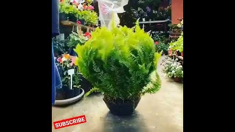 When an introvert finds the perfect person to open upto 👌👌#shorts #youtubeshorts