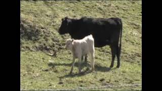 Building Better Feeder Cattle with Vita Ferm