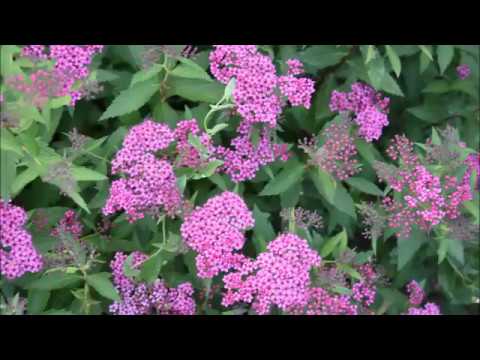 Video: Japonska spirea: sajenje in nega