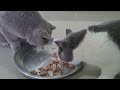 British Shorthair Cats | Feeding Vlog (19/04/22)