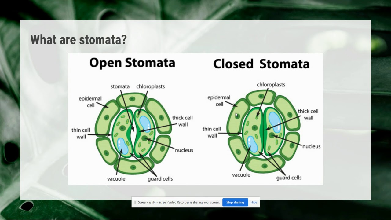 Homeostasis In Plants Video