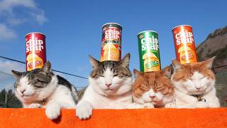 チップスター のせ猫 260325 - YouTube