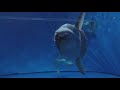 壁にぶつかるマンボウ (アクアワールド茨城県大洗水族館) 2017年10月21日