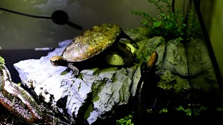 Turtle feeding in  aquaterrarium 【アクアテラリウムに棲む亀のエサやり】