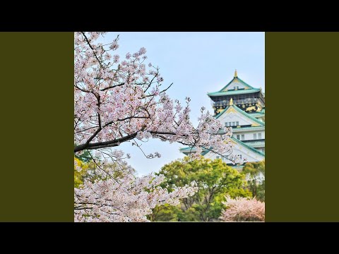 Cherry Blossoms