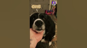 Dog Melts Hearts Putting Face in Owner’s Hand 🐶❤️ | So Adorable!