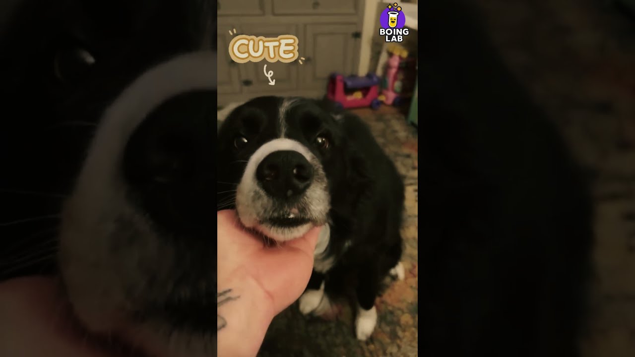 Dog Melts Hearts Putting Face in Owner’s Hand 🐶❤️ | So Adorable!