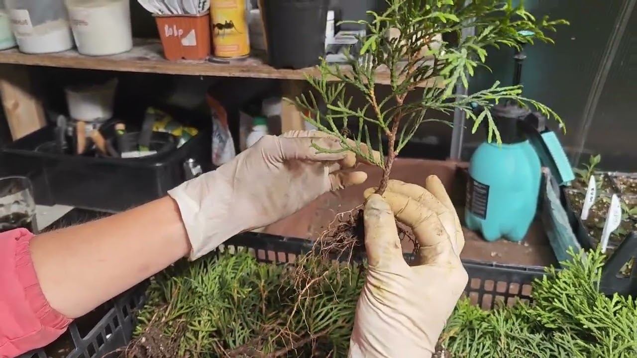 Пересадка туи Смарагд. Закончили перевалку в горшки.Сезон 2025 