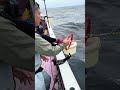 【マグロリング投入】キハダマグロのエラを閉じて弱らせる！#釣り #fishing #相模湾 #キハダマグロ #コマセマグロ