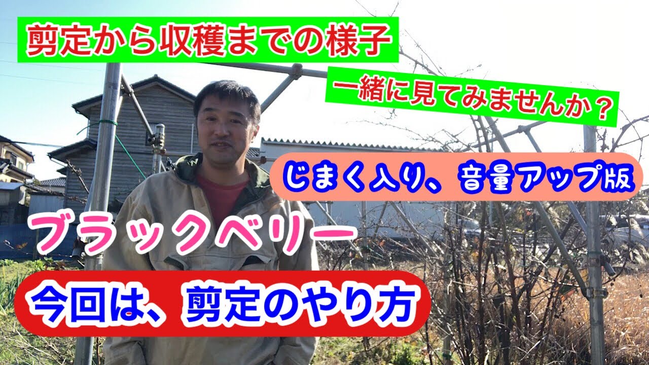 ブラックベリーの剪定(字幕入り、音量アップ版)《家庭菜園》