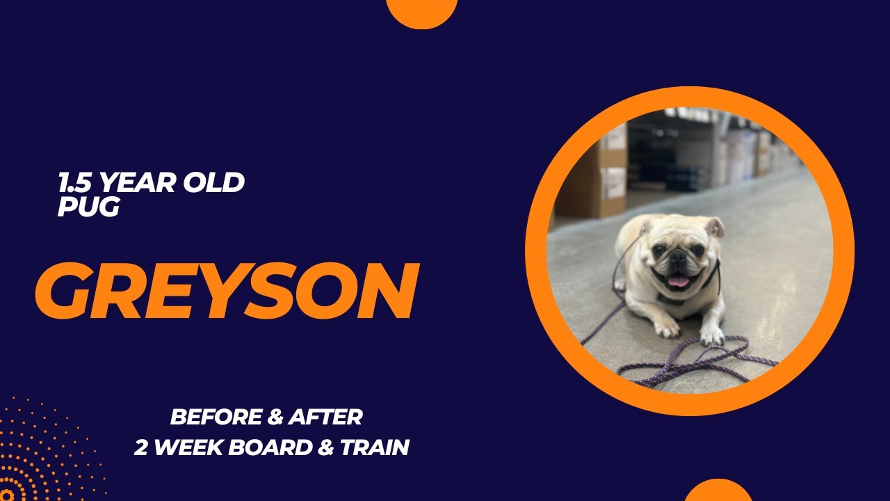1.5 Year Old Pug “Greyson” Before/After Video | 2 Week Board and Train | Erie