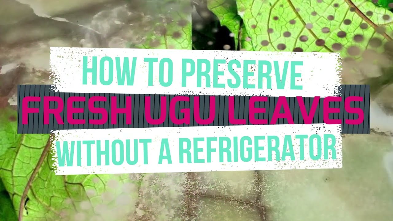 how-to-preserve-fresh-ugu-leaves-without-a-refrigerator-youtube