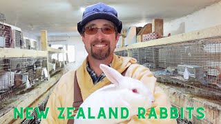 History & Facts about New Zealand Rabbits