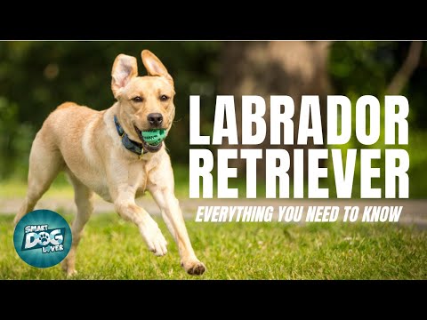 Video: Labrador Retriever Breed Information | Doggie Matchmaker