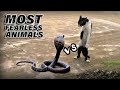 5 Most Fearless Animals in the World/دنیا میں سب سے زیادہ نڈر جانور