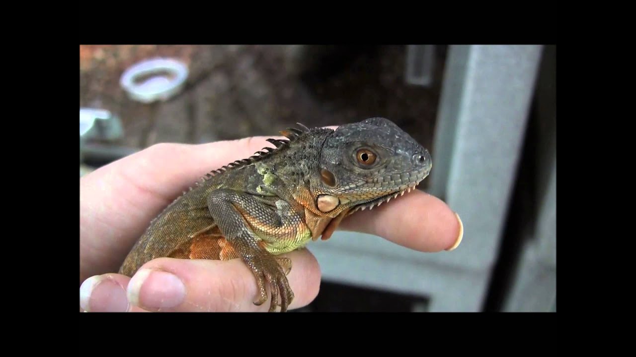 iguana baby