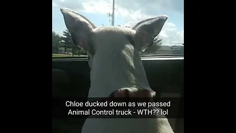 Dog hides from Animal Control
