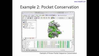 Linking Protein Structure, Sequences and Alignments Webinar Net Worth