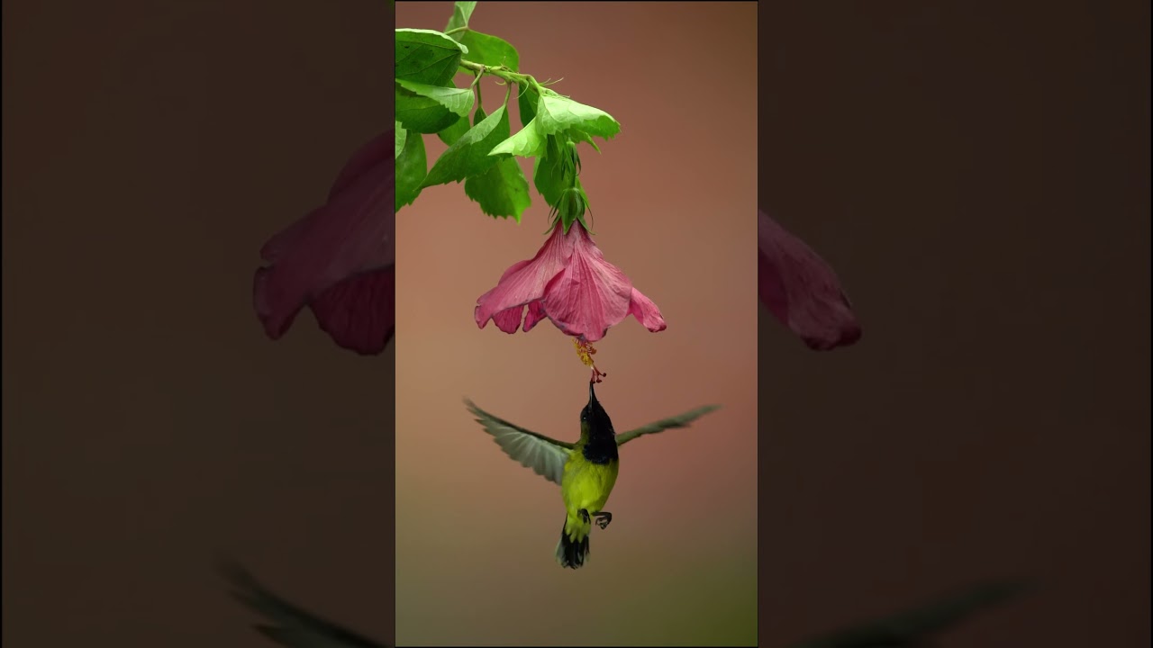 Slow Motion Hummingbird Flying Near Flowers 🐦🌸 | Stunning Nature 