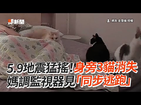 幫QQ！5.9地震猛搖 奴才身旁3貓同時逃跑｜寵物｜監視器