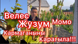 Велес Жузум Момо Кармаганыны Карагыла!!!