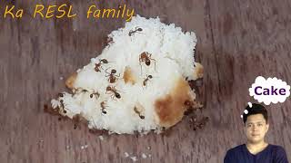 Ants vs Cake | How they Do that  | Bugs Life | Timelapse | Animal Experiment | Insects way of Life