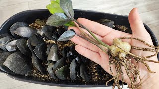 видео: ПЕРВАЯ ВАЖНАЯ ПОДКОРМКА ЗАМИОКУЛЬКАСА, Корни и клубень Растут как на Дрожжах картинка: ПЕРВАЯ ВАЖНАЯ ПОДКОРМКА ЗАМИОКУЛЬКАСА, Корни и клубень Растут как на Дрожжах