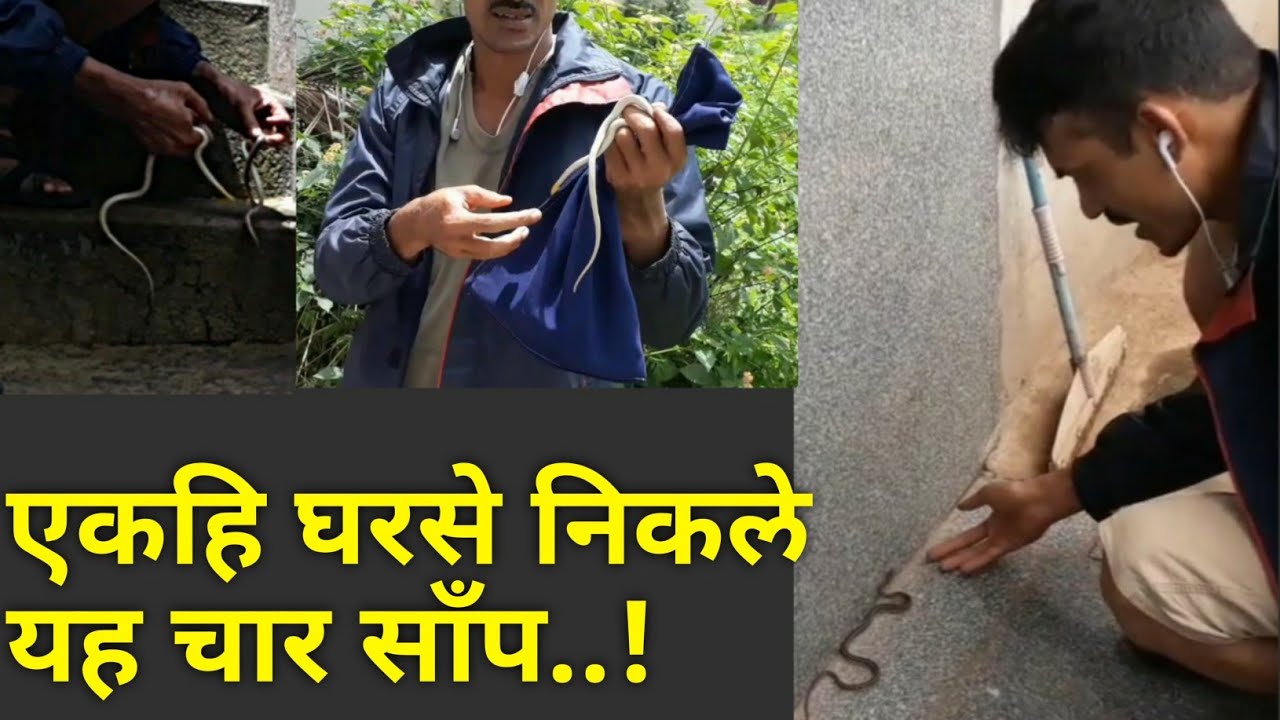 gurukul public school || इन साँपोसे बिलकुल ना डरे || 4 snakes rescued at once ||