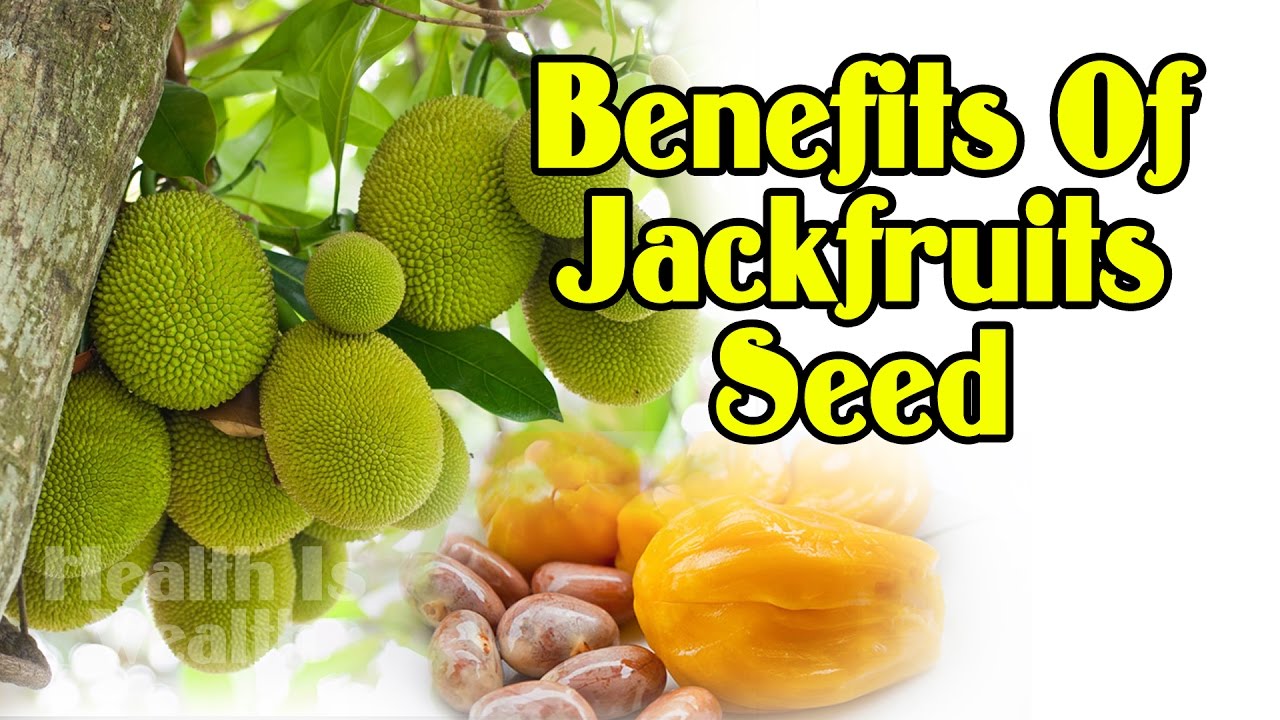 Health Benefits Of Jackfruit And Its inside Brilliant  health benefits of jackfruit pertaining to Found Home