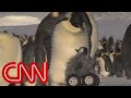 Robot penguin meets real penguin in cutest experiment ever