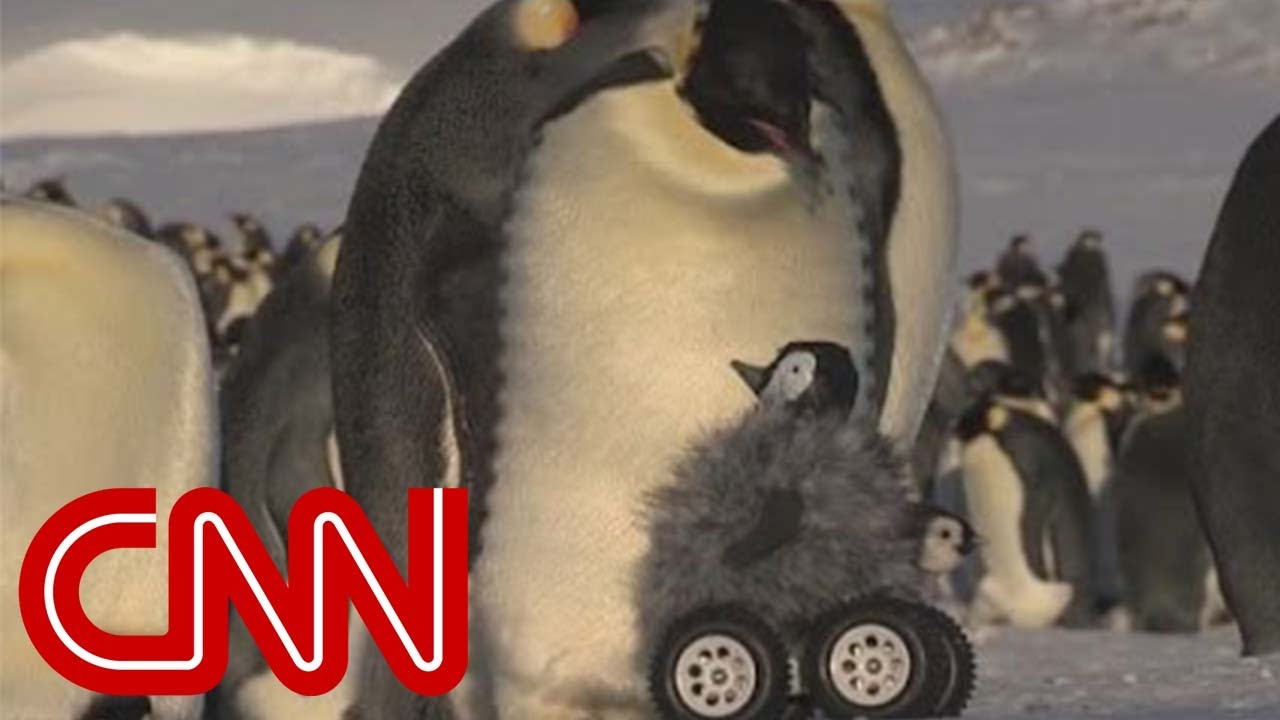 Glamour garn Bule Robot penguin meets real penguin in cutest experiment ever - YouTube