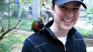 When Lorikeets Attack!