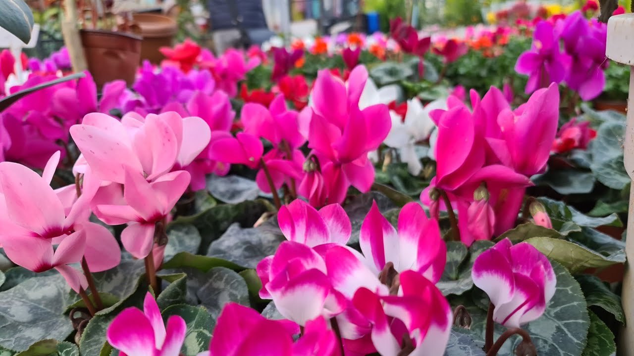 Sıklamen, Buhuru Meryem Çiçeği Bakımı ve Seradan Renkler
