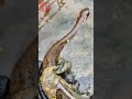 （河中巨怪）這個會不會咬人啊？ #fishing