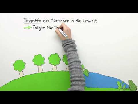 Video: Wie hat die Umwelt die menschliche Biologie beeinflusst?