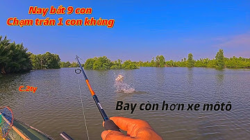 Thử nguyên ngày câu lure cá chẽm bằng gói mồi mềm 7 màu kết hợp cá trắng đỏ, kết quả bỏ xa đồng đội 