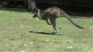 Eastern Grey Kangaroo (Macropus giganteus) in Lone Pine Koala Sanctuary jumping in Slow Motion