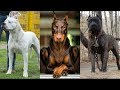 Los 10 Perros Prohibidos en el Mundo